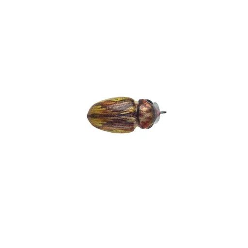 Hester Bug 0,1–0,4 m 526 3 cm 2 g rovarutánzatú wobbler