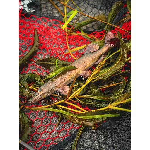 Fox Rage Ultra-Realistic Pike Replicant Ultra-Realistic csuka 25 cm 125 g swimbait