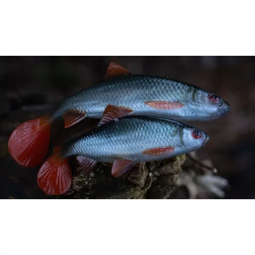 Fox Rage Ultra Realistic Replicant Roach bodorka (Ultra Natural Roach) 18 cm gumihal