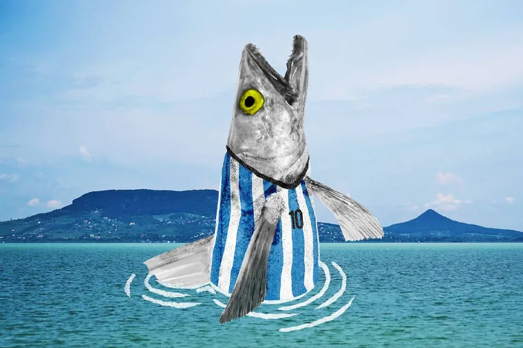 Zsinegmitológia #1 – A balatoni hekknek köze sincs a Balatonhoz